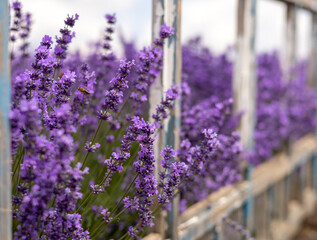 lavender field purple flowers beautiful cloudy sky summertime. bee on top of flower.rows of plants...