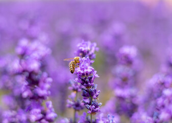 lavender field farm and beautiful cloudy summer sky in background.Sustainable, regional organic cultivation.lavender bushes in row,bottom or top view, bright 4k video close up.bee flying over