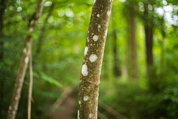 White spots or lichen on thin maple tree bark in a forest in Europe. Close up shot, selective...