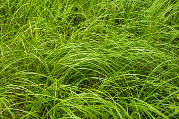 Tall grass or sedge bushes growing in a swamped forest. Top view, no people