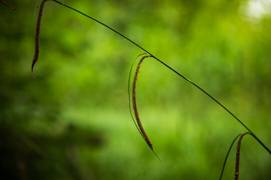 Pendulous sedge stem in a forest. Selective focus, shallow depth of field, no people