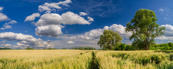 Gold Wheat field panorama with tree at afternoon sunshine, rural countryside in Pannonhalma, Hungary