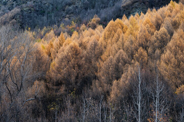 Alpine forest in autumn, Queenstown, New Zealand