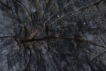 large pieces of wood with a black dry surface overgrown with wood fungus