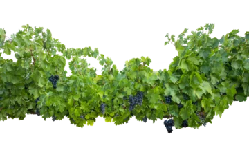 Tuinposter Dark black grape with leaves over white. Wet fruit, clipping path. Full depth of field. Ripe blue grapes on branch with green leaves isolated on white background. PNG © uv_group