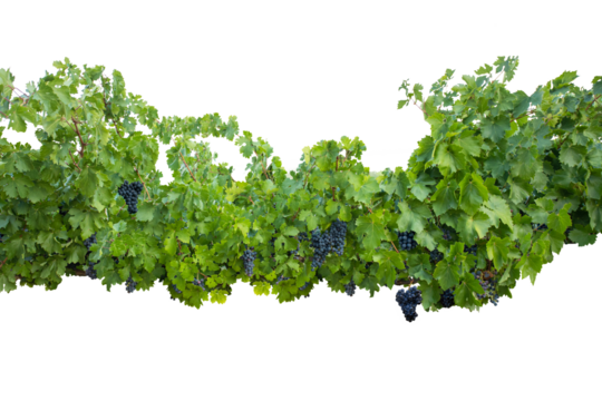 Dark black grape with leaves over white. Wet fruit, clipping path. Full depth of field. Ripe blue grapes on branch with green leaves isolated on white background. PNG