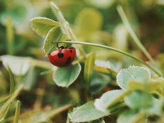 a ladybug on the green foliage with some yellow