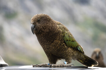 Kea, a type of parrot native to South Island of New Zealand