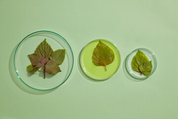 Different sizes of glass petri dishes against pastel background. Filled with yellow liquid and...