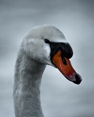 Fototapeta premium Portrait shot of a graceful mute swan.