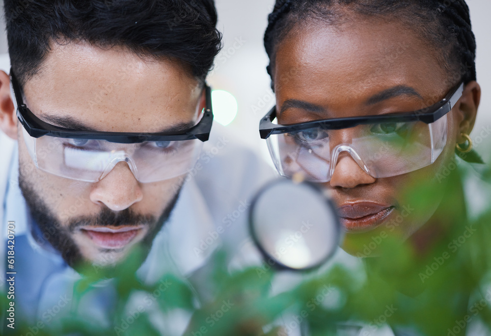 Canvas Prints Plants, collaboration or scientists with magnifying glass for growth or medicine research in laboratory. Leaf data, attention or science team with magnifier for agriculture development or studying