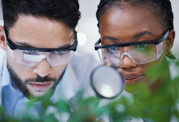 Plants, collaboration or scientists with magnifying glass for growth or medicine research in...