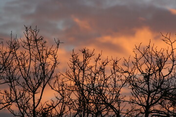 red clouds in forest