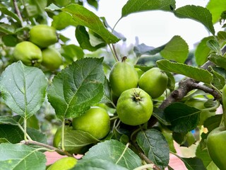Grüner Apfel Baum