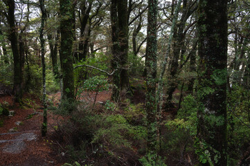 Fototapeta premium Rainforest walking trail in Aoraki Mount Cook, New Zealand