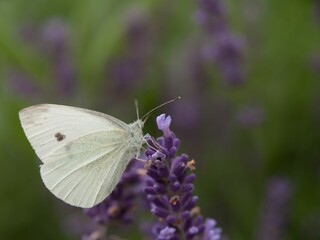 butterfly (pieris) sits on lush lavender (lavandula), horizontal