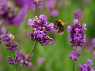 Lavender flowers (Lavandula) with Hummel