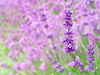 Close up of a vibrant field of bright purple lavender flowers in full bloom