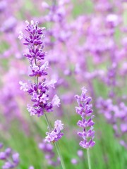Vertical shot of a lavender on a blurred background of a lavender field