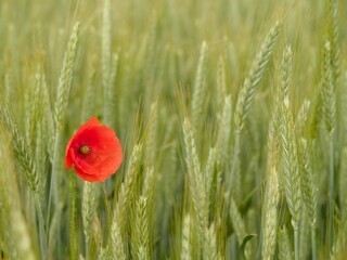 Fototapeta premium Vibrant red poppy is standing in a sun-dappled barley field.