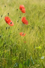 Blooming red poppy (Papaver rhoeas) in cereal box