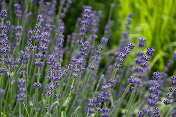 Blooming lavender (Lavandula) in Southern Germany