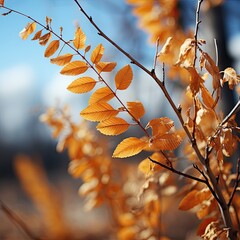autumn leaves in the sun