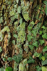 Close-up of a tree trunk overgrown with ivy (Hedera helix).