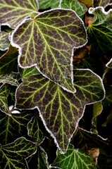  ivy leaves (Hedera helix) with white hoarfrost