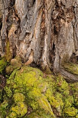 Detail of a rustic-looking tree trunk