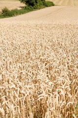 Large field of ripe crops ready for harvesting.