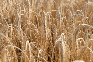 Closeup shot of a golden wheat crop ready for the harvest.