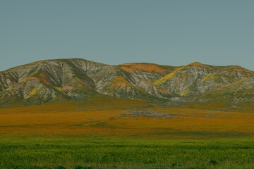 Scenic landscape of a rolling hillside with lush green grass and colorful wildflowers in bloom