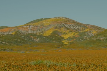 Scenic landscape of a rolling hillside with lush green grass and colorful wildflowers in bloom
