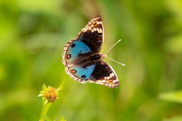 Close-up of a vibrant Blue Pansy (Junonia orithya) butterfly perched on top of lush green foliage