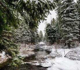 Tranquil winter landscape featuring a small creek winding through snowy evergreen trees in Oregon