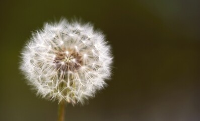 Selective focus shot of a white fluffball dandelion