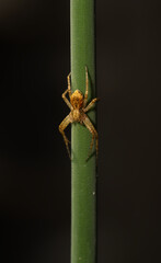 spider on a grass stem in macro