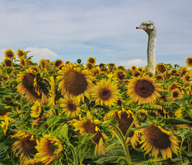 ostrich in a field of sunflowers