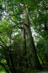 和歌山県田辺市 中辺路町 野中の一方杉