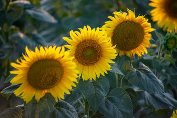 Blooming sunflower field landscape at the sunset time in the summer. Field of blooming sunflowers at sunset. Sunflower natural background, Sunflower blooming in Hungary