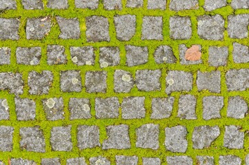 Cobblestone pathway featuring lush moss and lichen growth