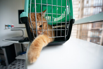 Young red cat is in a cat carrier, indoor shot. Stressed cat is trying to get out of the cage. Moving with pets