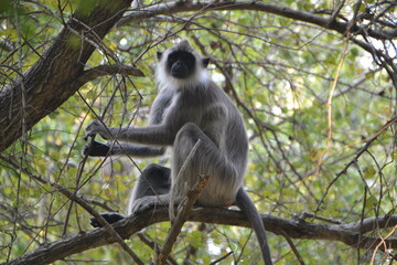 Guardian of the Realm: Majestic Monkey Monarch,Guardian of the Jungle: Majestic Monkey