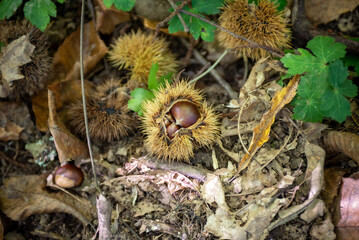 Closeup of Chestnuts inside the Hedgehog on the Ground Among Leaves in Autumn