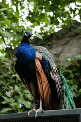Fototapeta premium Closeup shot of a beautiful peacock in the zoo displaying its colorful plumage. China.