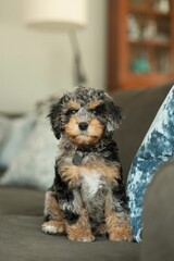 Adorable Cockapoo puppy stands on a luxurious plush couch surrounded by a blue pillow