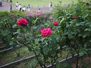 Vibrant array of red roses growing in the foreground of a black steel fence