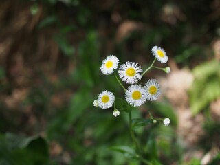 Close-up shot of small white daisy flowers with bright yellow centers