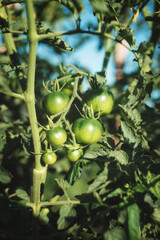 A bunch of green tomatoes on a bush. Organic family farm. Tomatoes ripen in the garden. 